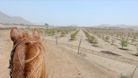 Caballo-Castaño-Pov-A-Través-De-La-Soleada-Ruta-De-Tierras-De-Cultivo-áridas-Y-Desiertas