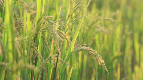 Toma-Panorámica-Cinematográfica-De-Cultivos-De-Arroz-O-Trigo