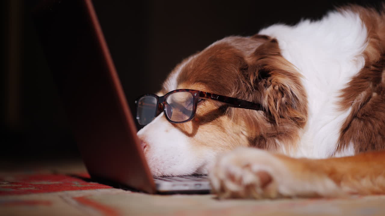 안경을 쓴 개는 열린 노트북 근처에서 잠을 잔다 02
