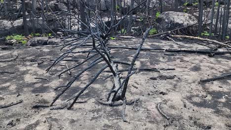 close-up of blackened, charred tree as result of wildfire, climate change