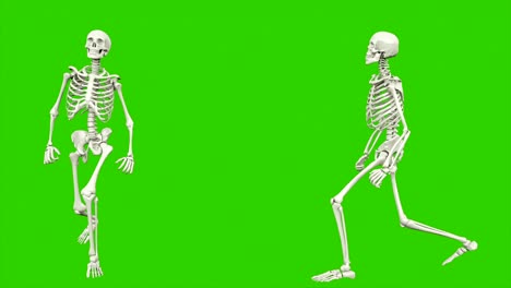 camino del esqueleto. animación de bucle sin costuras en pantalla verde.