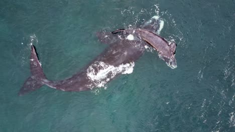 drone aerial shot of southern right whale and calf swimming and cuddle in pacific ocean nsw central coast tourism animal terrigal australia 4k