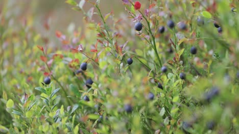 Arándanos-Silvestres-(vaccinium-Myrtillus)-En-El-Bosque.