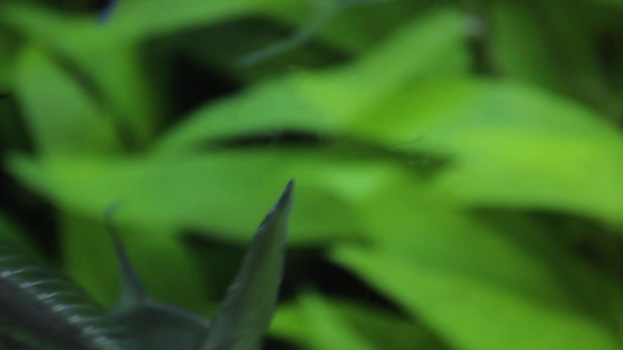 peces plateados en el acuario