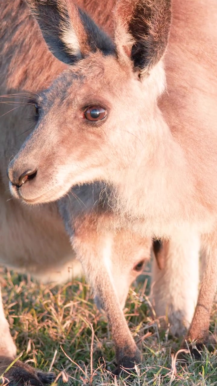 Un giovane cucciolo di canguro pascola sull'erba in un campo illuminato dal sole, con una calda luce dell'ora d'oro e un leggero movimento della telecamera, Gold Coast, Australia