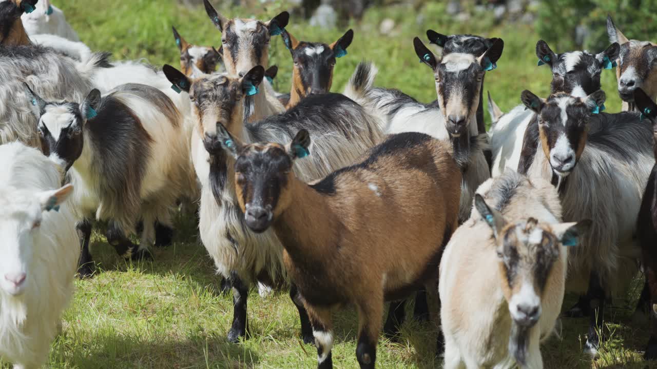 Un primer plano del rebaño de cabras en el pastizal exuberante.
