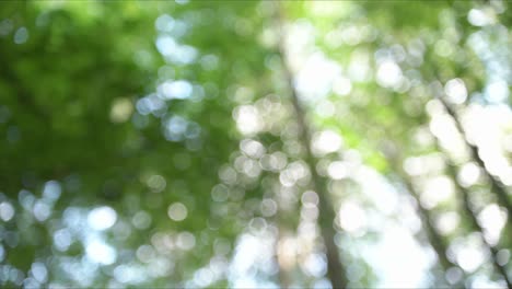 bosque hermosa naturaleza 4k fondo