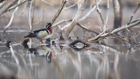 wood duck preening takes drink of water then preens again