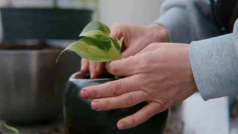 el trasplante de una planta