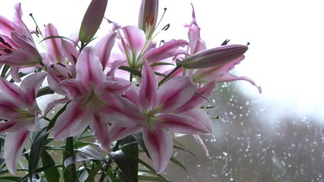 mid shot of bright pink lily bunch left of screen with rain in the background