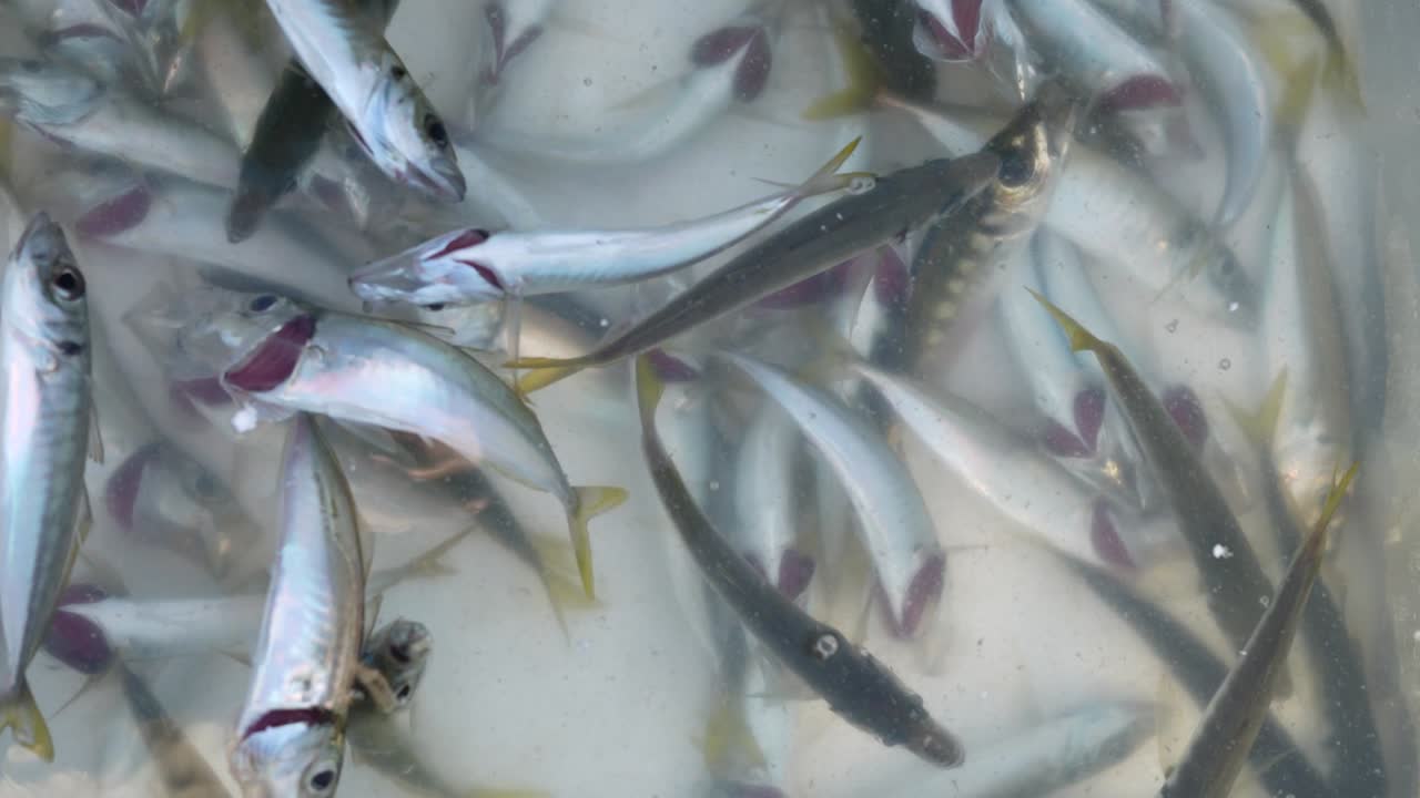 은 물고기 eminonu pier, 물고기와  eminonu square, 파티 이스탄불 칠면조