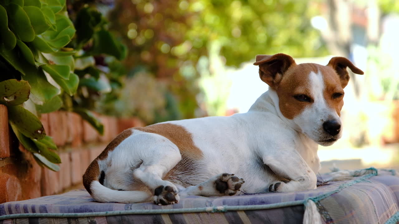Cachorro Jack Russell pequeno e fofo se acomoda na almofada, deita-se para descansar