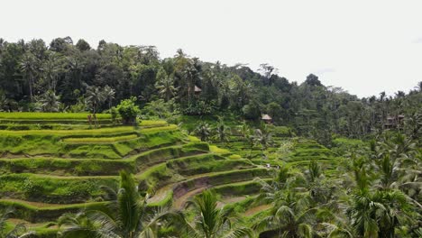 vista panorámica de un campo de arroz balinés tradicional ubicado en un exuberante valle tropical