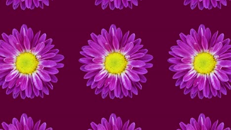 violet chrysanthemum pattern on a maroon or burgundy background. minimal motion graphics floral concept animation