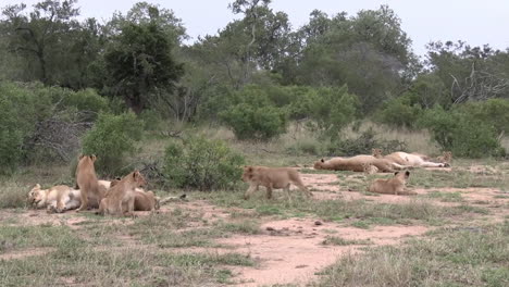 lionesses nursing cubs while they fight over milk on ground of african savanna, wide view