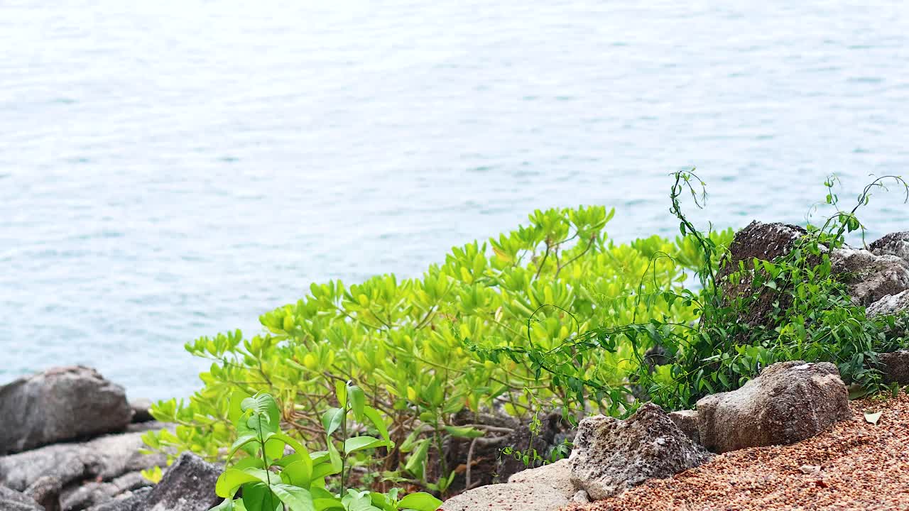 파도가 푸켓의 맹그로브 식물 근처의 바위에 부혔습니다.