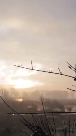 misty sunrise over a field