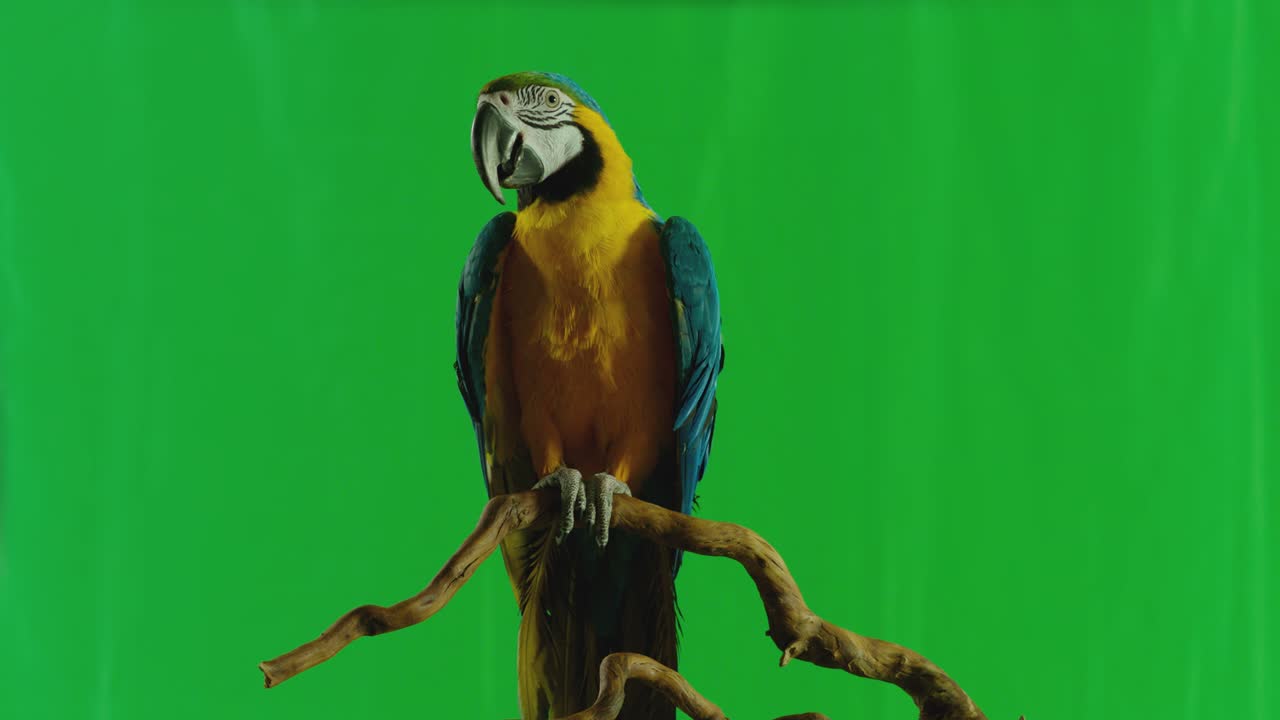 papagaio macaw azul y amarillo ( ara ararauna ) sentado o de pie en una rama en el fondo de la pantalla verde. filmado en la cámara de cine arri alexa en cámara lenta.