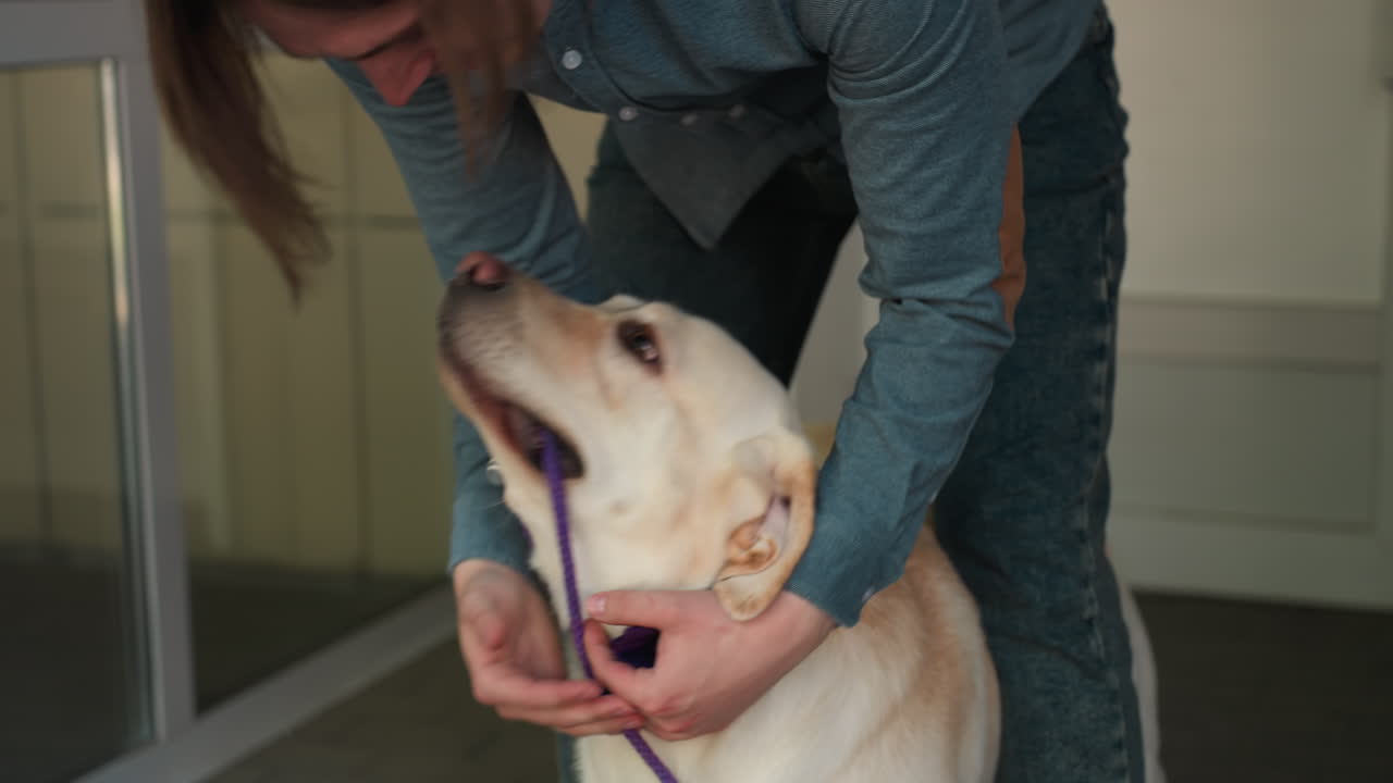 preparación del equipo para perros, ajuste del arnés para un paseo cómodo, ajuste cómodo para un labrador antes de comenzar la caminata, ajuste suave del collar y la correa para maximizar la comodidad durante la excursión al aire libre
