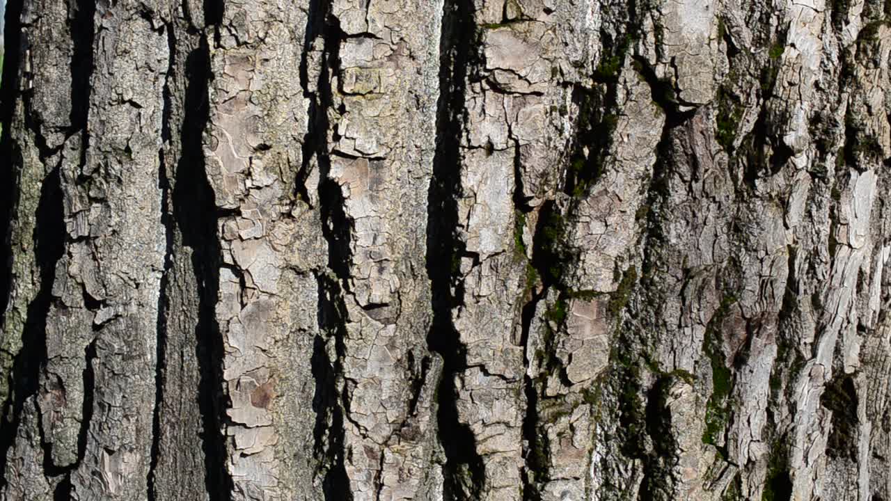Corteccia d'albero. Tronco d'albero