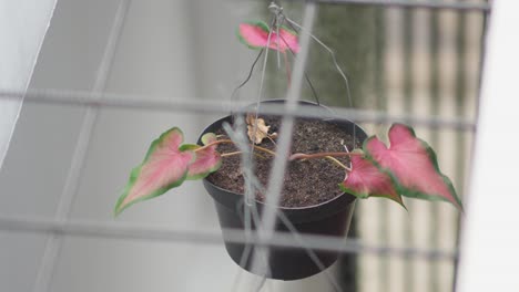 hanging tropical caladium potted plant. high angle shot