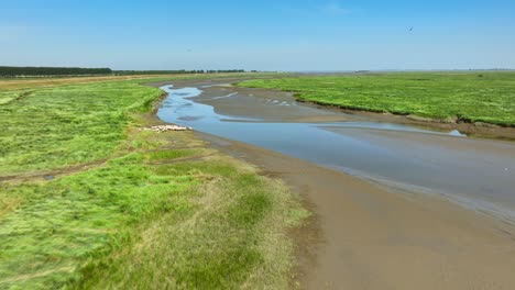 Drone-shot-of-a-herd-of-white-cows-walking-towards-an-estuary-to-drink-from-it-in-a-natural-park-in-Zeeland,-the-Netherlands