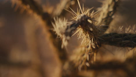 close-up of desert cactus spines