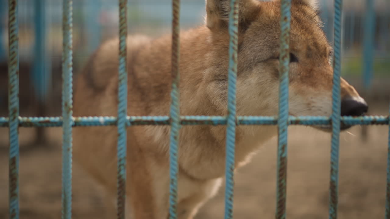 captive coyote behind blue metal bars pacing inside rusty enclosure, brown fur and focused eyes, solemn muzzle glance to side, tight framing with muted background, atmosphere of isolation, tension