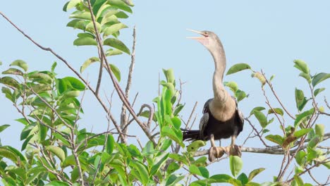 anhinga perched on branch while thermoregualting by gular fluttering with clear blue sky in background