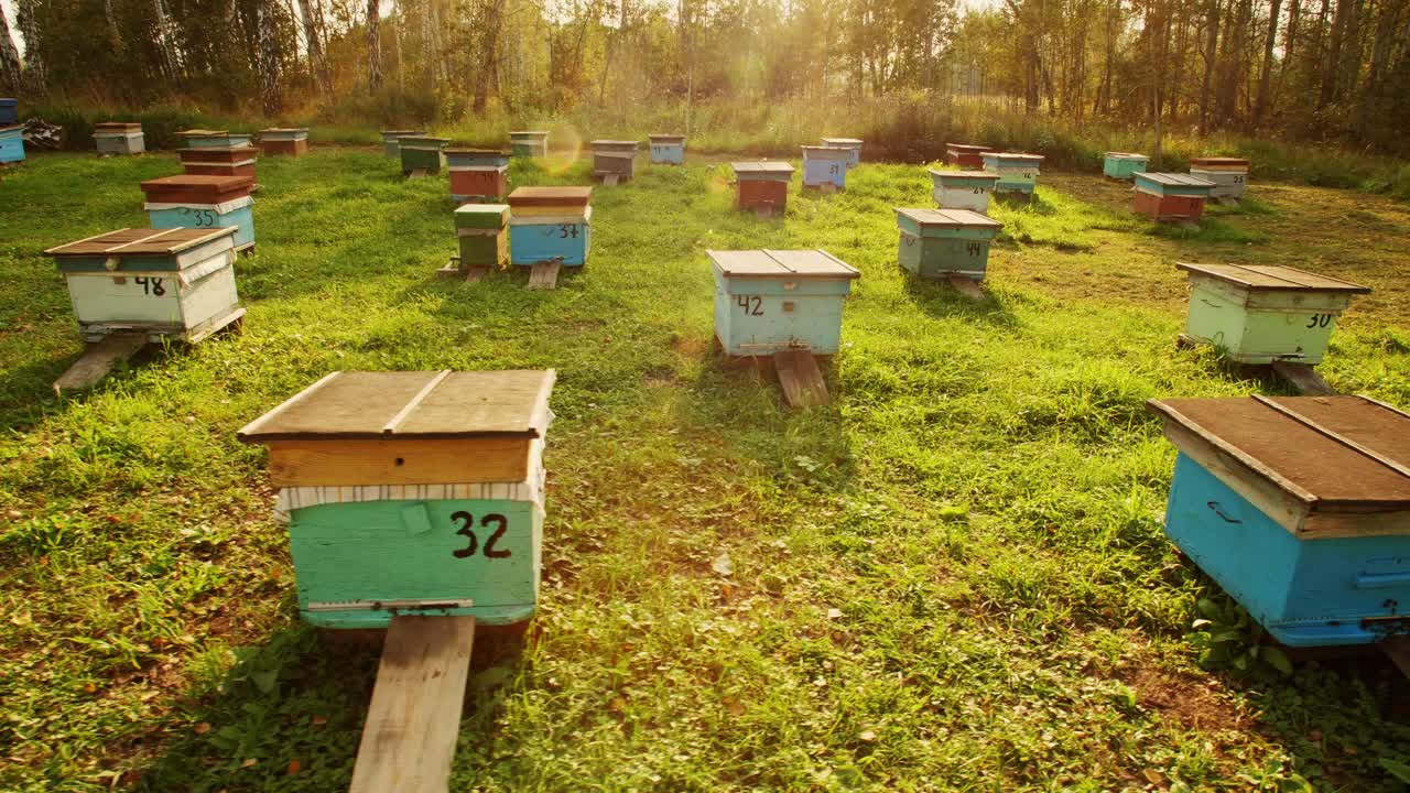 Beehives in a Sunny Apiary
