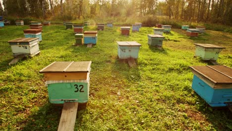 beehives in a sunny apiary