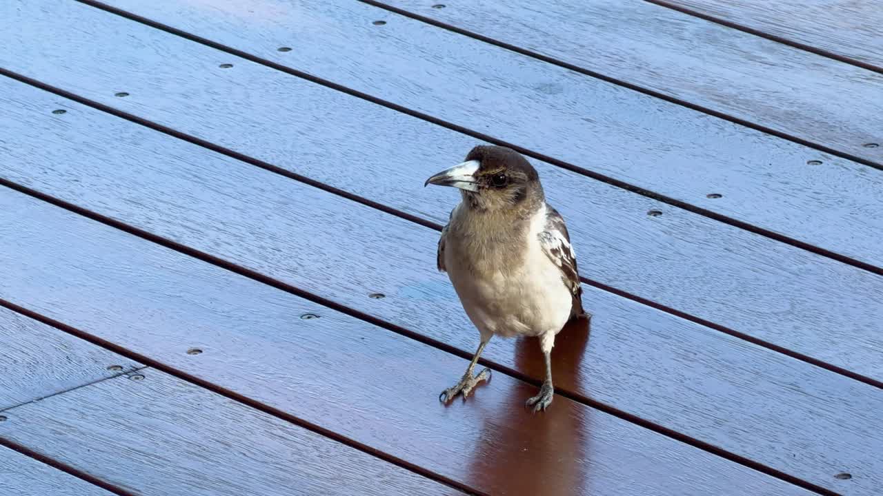 Australian butcherbird moves across sunlit wooden decking, natural light, steady camera, outdoor setting