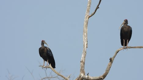 Rotnackenibis---Zwei---Baum---Entspannend