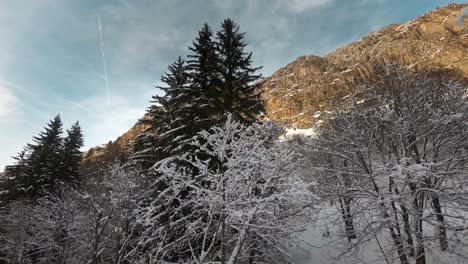 Snow-Frosted-Trees-in-Winter-Forest-Nature-Landscape,-Low-Angle