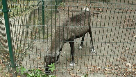 Junge,-Magere-Rentiere,-Die-Blätter-Im-Zoo-Essen