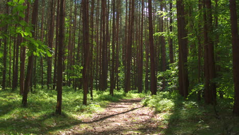 Schöne-Filmaufnahme-Durch-Einen-üppig-Grünen-Wald-Im-Sommer