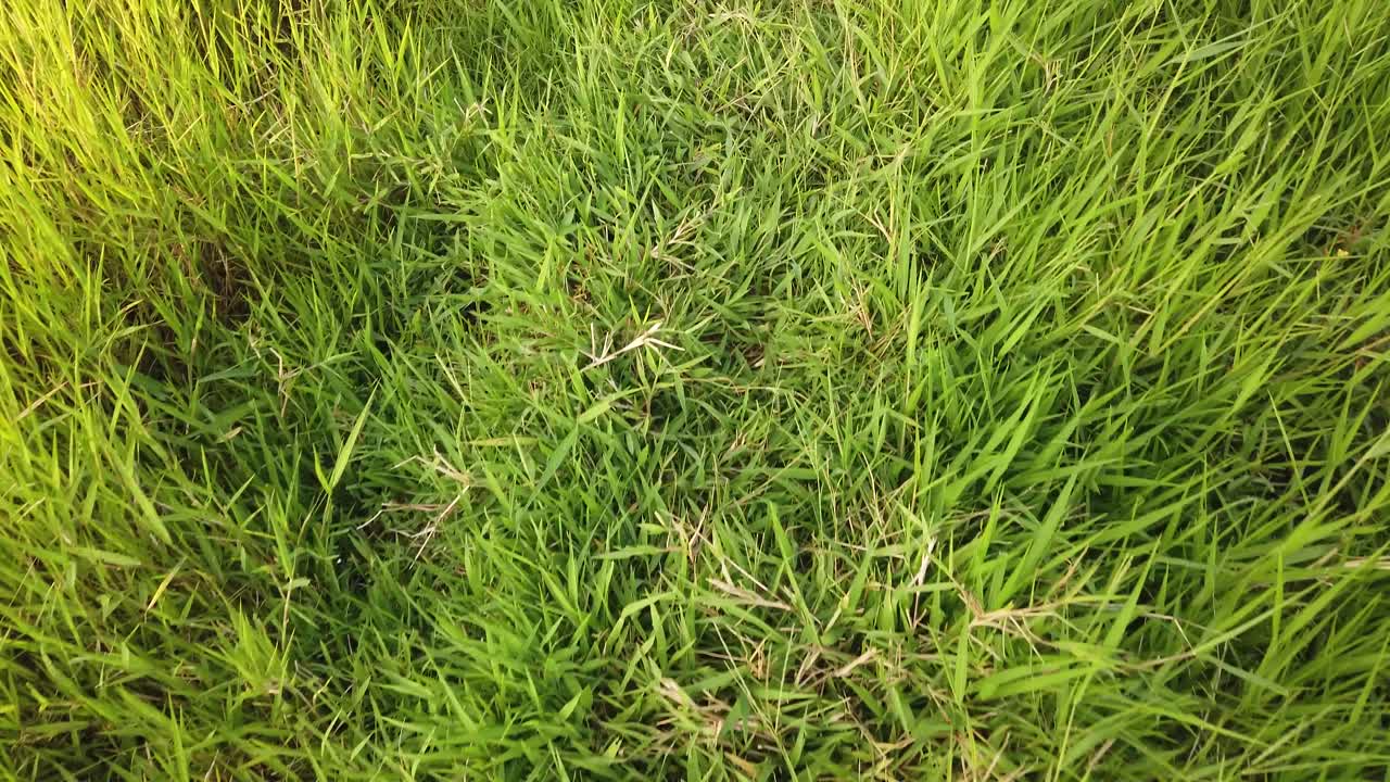 pov caminar en la hierba durante el día