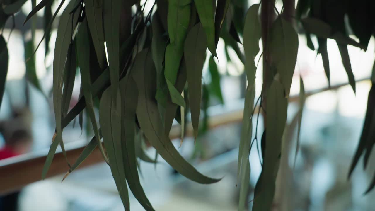 긴 초록색 잎을 가진 실내 식물의 클로즈업 뷰, 쇼핑몰 설정에서 포착. 배경은 예술적으로 흐릿하여 조용한 분위기를 만니다.