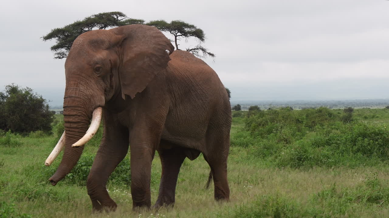 elefante africano gran toro paseando, amboseli np kenia