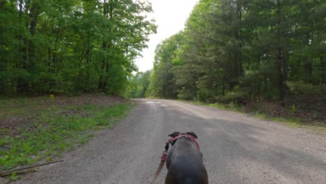 follow shot of a beautiful brown brindle boxer dog walking along a gravel road through a forest