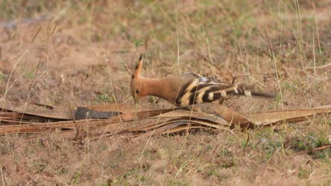 Eurasian-hoopoe-in-ground-finding-food-.