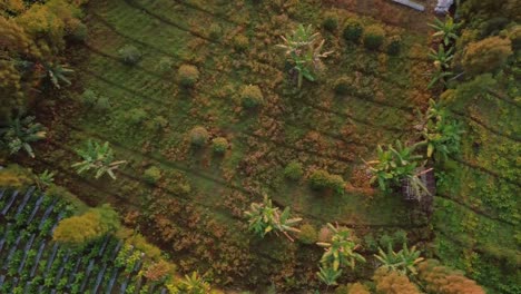 Toma-Aérea-De-La-Plantación-De-Tabaco-Más-Grande-En-La-Ladera-De-La-Montaña-Sindoro-En-Temanggung,-Java-Central,-Indonesia