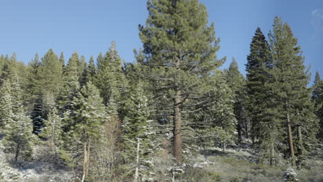 douglas fir trees pass by the passenger side window on a road trip through lake tahoe