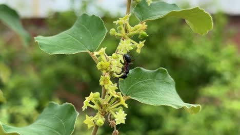 an black ant is attacking honey bee as she entered ant's territory