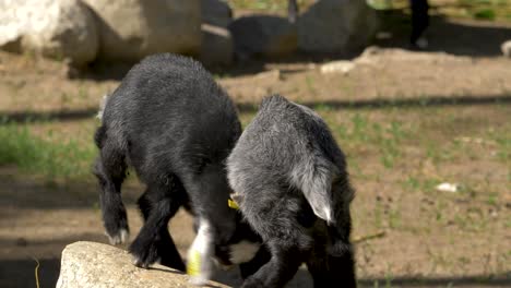 Close-up-of-two-cute-goat-kids-playing-in-harmony,-a-sunny-day-on-a-farm