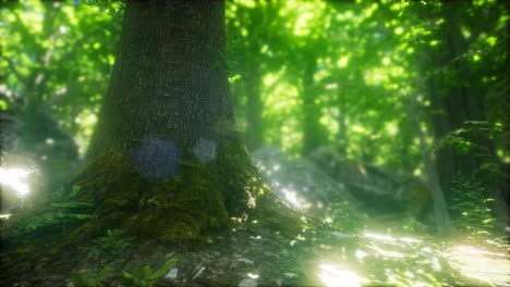 mañana en el bosque nebuloso de primavera con los rayos del sol