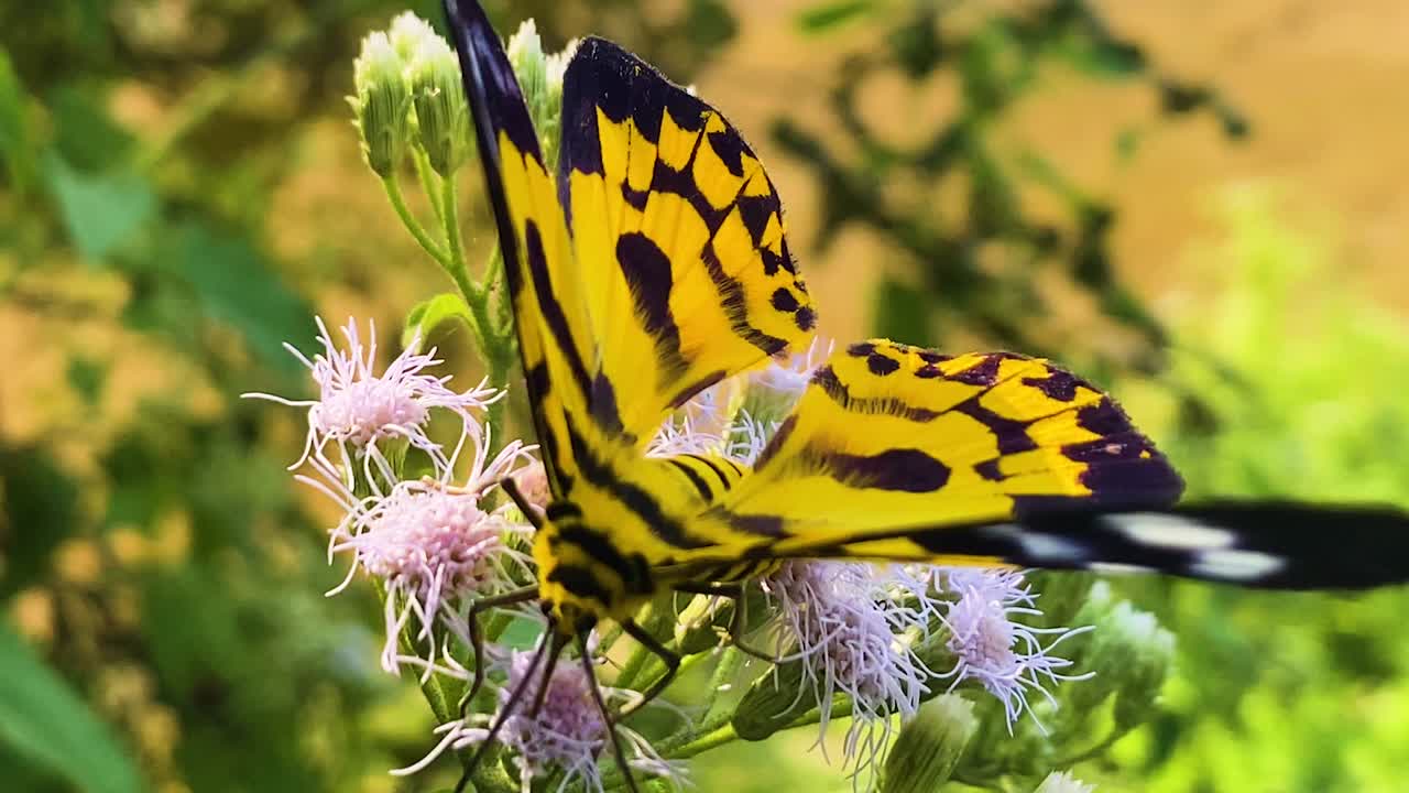 Vista naturalistica di una farfalla colorata che impollina un fiore di cespuglio. Ripresa della fauna selvatica.
