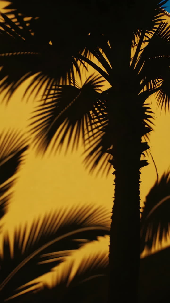 Silhouette of Palm Trees with Golden Sunset