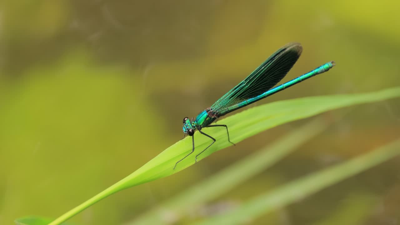 la hermosa demoiselle (calopteryx virgo) es una damselfly europea perteneciente a la familia calopterygidae. a menudo se encuentra a lo largo de aguas de flujo rápido donde está más en casa.