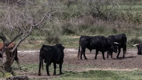 Toros-Carmargue-4k-02